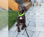Small Doberman Pinscher Mix
