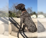 Small Photo #9 German Shorthaired Pointer Puppy For Sale in VISALIA, CA, USA