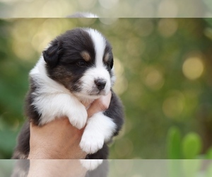 Australian Shepherd Puppy for sale in GROVETOWN, GA, USA