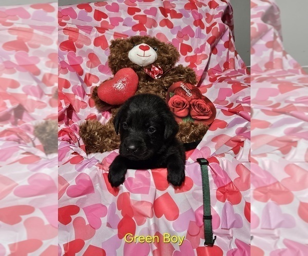 Medium Photo #1 Labrador Retriever Puppy For Sale in CARO, MI, USA