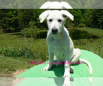 Small #1 German Shepherd Dog