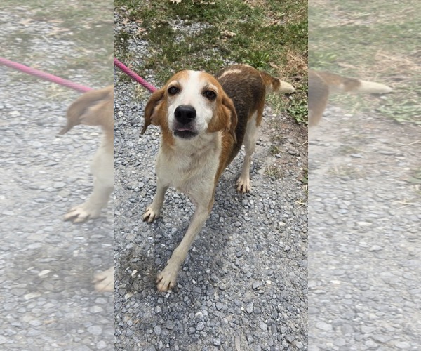 Medium Photo #4 Beagle-Unknown Mix Puppy For Sale in Rustburg, VA, USA