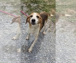 Small Photo #4 Beagle-Unknown Mix Puppy For Sale in Rustburg, VA, USA