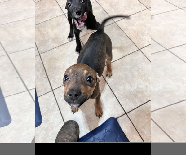 Medium Photo #1 American Staffordshire Terrier-Unknown Mix Puppy For Sale in Tracy City, TN, USA