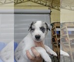 Small #3 Border Collie