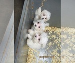 Small Photo #1 Maltese Puppy For Sale in CARROLLTON, GA, USA