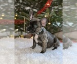 Small Photo #13 French Bulldog Puppy For Sale in FAYETTEVILLE, GA, USA