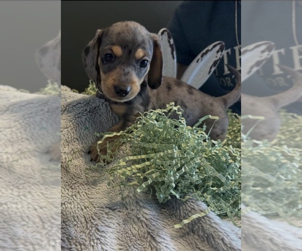 Medium Photo #5 Dachshund Puppy For Sale in AYLETT, VA, USA