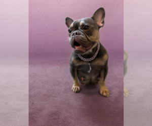 Mother of the French Bulldog puppies born on 11/10/2025