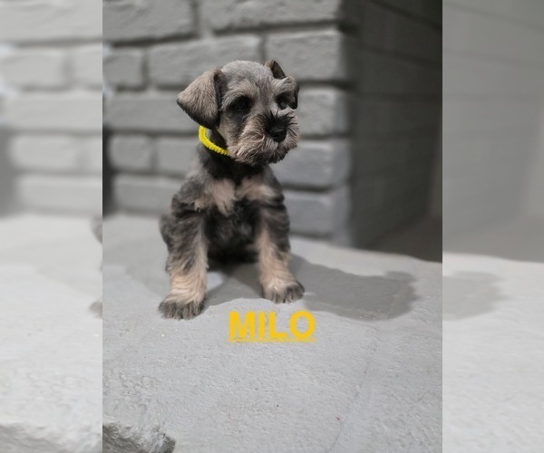 Medium Photo #1 Schnauzer (Miniature) Puppy For Sale in GILROY, CA, USA