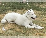 Small Photo #15 Great Pyrenees-Unknown Mix Puppy For Sale in Garland, TX, USA