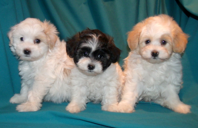 Medium Photo #1 Maltese-Maltipoo Mix Puppy For Sale in ALAMEDA, NM, USA