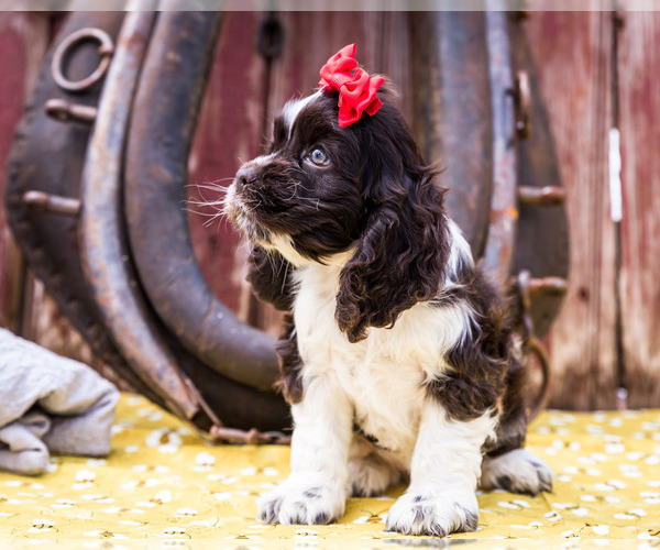 Medium Photo #2 Cocker Spaniel Puppy For Sale in WAKARUSA, IN, USA
