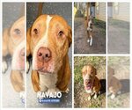 Small #1 American Staffordshire Terrier Mix