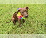 Small #1 American Staffordshire Terrier Mix