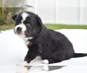 Miniature Australian Shepherd Puppy for sale in PALM COAST, FL, USA
