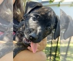 Puppy Big Red Mastiff