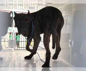 Mutt Dogs for adoption in Houston, TX, USA