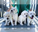 Small Photo #3 Labrador Retriever Puppy For Sale in AURORA, CO, USA