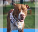 Small American Staffordshire Terrier Mix