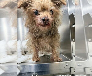 Mutt Dogs for adoption in Forestville, MD, USA