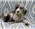Small Photo #8 Old English Sheepdog-Poodle (Miniature) Mix Puppy For Sale in LAKELAND, FL, USA