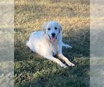 Small #4 Great Pyrenees