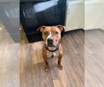 Small #11 American Pit Bull Terrier Mix