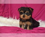 Small #1 Yorkshire Terrier