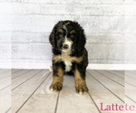 Small Photo #3 Bernedoodle Puppy For Sale in MAZEPPA, MN, USA