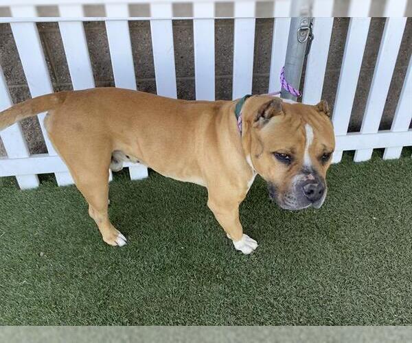 Medium Photo #1 Mutt Puppy For Sale in Modesto, CA, USA