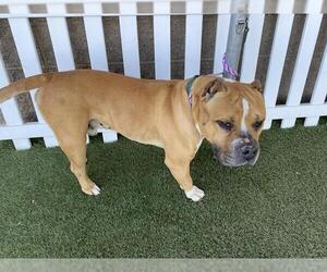 Mutt Dogs for adoption in Modesto, CA, USA