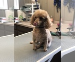 Small Photo #1 ShihPoo Puppy For Sale in ELKTON, KY, USA