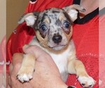 Small Photo #11 Chihuahua Puppy For Sale in CHARLESTON, AR, USA
