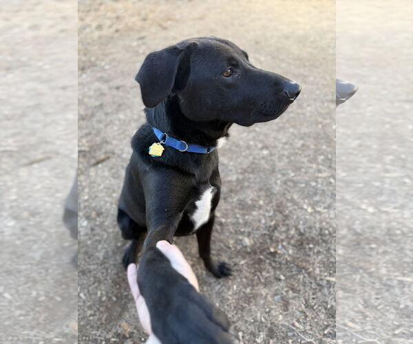 Medium Photo #2 Mutt Puppy For Sale in Corning, AR, USA