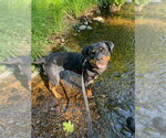 Small Photo #6 Rottweiler Puppy For Sale in Hillsboro, NH, USA