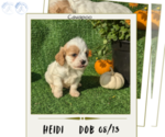 Puppy Heidi Cavapoo