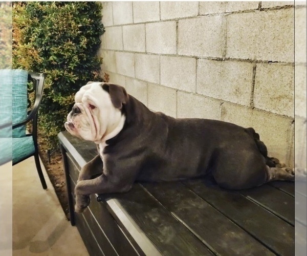 Medium Photo #1 Olde English Bulldogge Puppy For Sale in LA HABRA, CA, USA