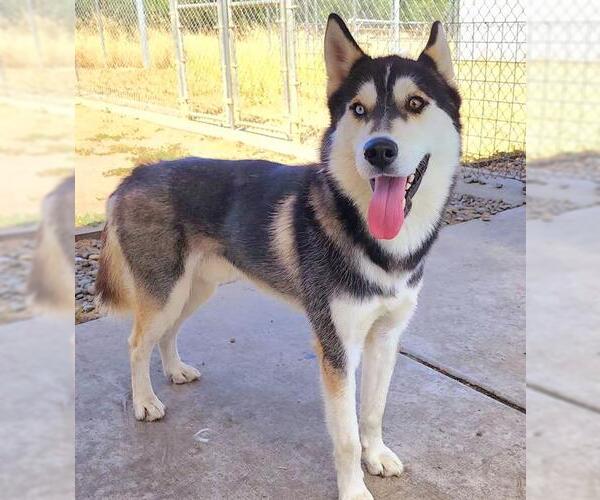 Medium Photo #2 - Mix Puppy For Sale in Sacramento, CA, USA