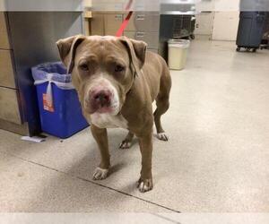 American Pit Bull Terrier Dogs for adoption in Riverside, CA, USA