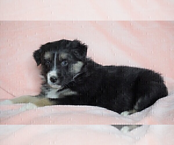Medium Photo #4 Australian Shepherd Puppy For Sale in FREDERICKSBG, OH, USA