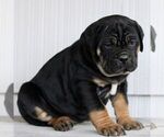 Small #2 Cane Corso
