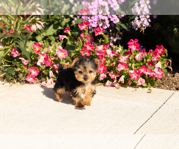 Medium Photo #3 Yorkshire Terrier Puppy For Sale in NAPPANEE, IN, USA