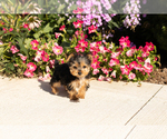 Small #2 Yorkshire Terrier
