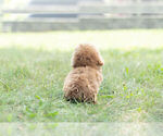 Small #13 Poodle (Miniature)