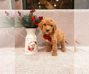 Poodle (Standard) Puppy for sale in GARRISON, MO, USA