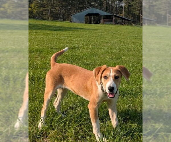Medium Photo #1 Labrador Retriever-Unknown Mix Puppy For Sale in Alexander, AR, USA