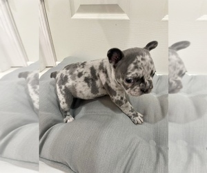 French Bulldog Puppy for sale in CHARLESTON, SC, USA