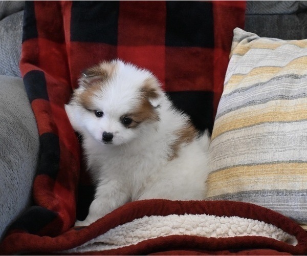 Medium Photo #1 Pomeranian Puppy For Sale in SUGARCREEK, OH, USA