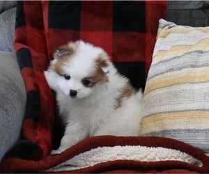 Pomeranian Puppy for sale in SUGARCREEK, OH, USA